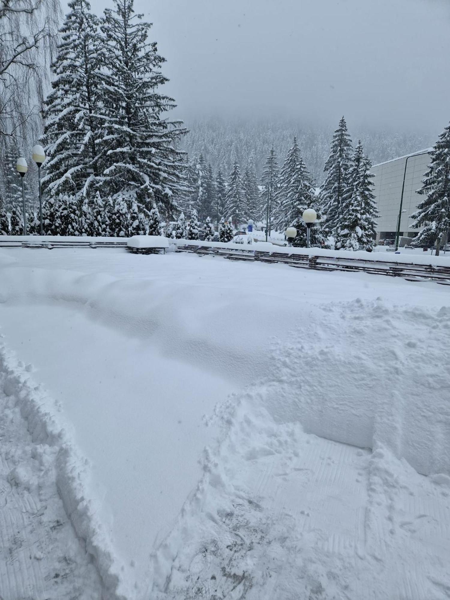 Vila Pinul Si Mesteacanul Poiana Brasov Exterior foto
